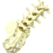 Compre uma vértebra lombar de 12313, vértebra lombar perfurável simulada